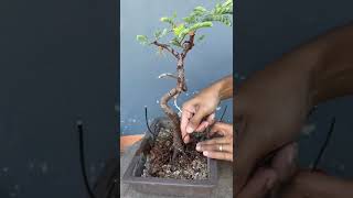 เปลี่ยนดินบอนไซมะขาม | Tamarind bonsai repotting