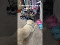 Chloe and Bean are so cute 🐶🐭❤️ #dogs #cutedogs #pets #cutepets #dogsofyoutube #petsofyoutube #fyp