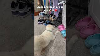 Chloe and Bean are so cute 🐶🐭❤️ #dogs #cutedogs #pets #cutepets #dogsofyoutube #petsofyoutube #fyp
