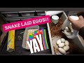 Ball Python Laid Eggs !!!!  Ball Python Breeding for 2024 !