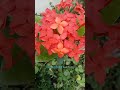 Ixora red / ചുവപ്പ് ചെത്തി