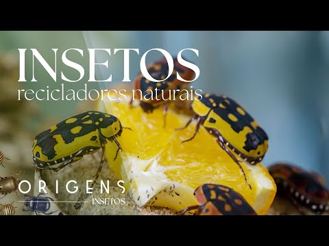 Documentary: Insects that recycle life | Little Giants – Ep. 5 | ORIGINS