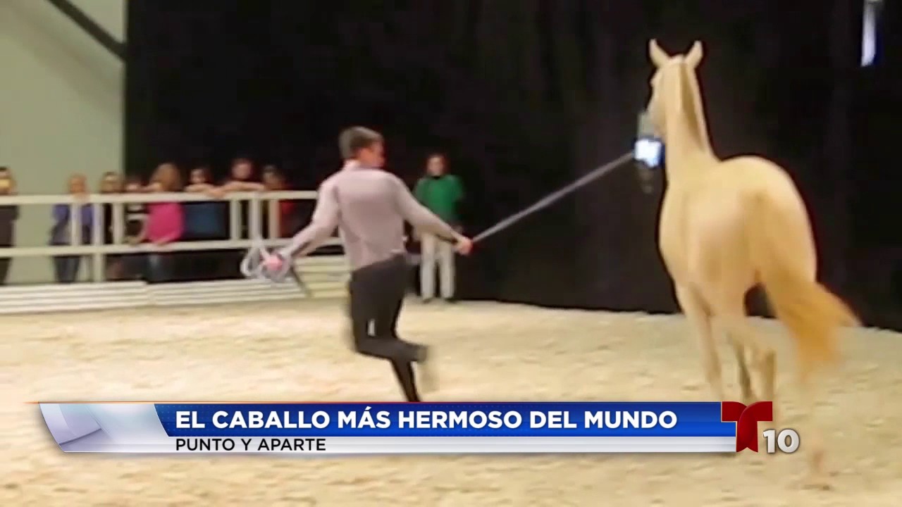 El Caballo Mas Hermoso Del Mundo Youtube El Caballo Mas Hermoso Del Mundo Youtube