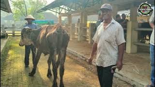 Sapi Babon Harga Cuma 7 Juta‼️Update Sapi Babon di Pasar Munggi Semanu Gunungkidul‼️