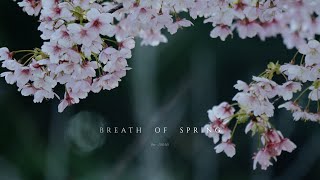 SAKURA '24/BREATH OF SPRING