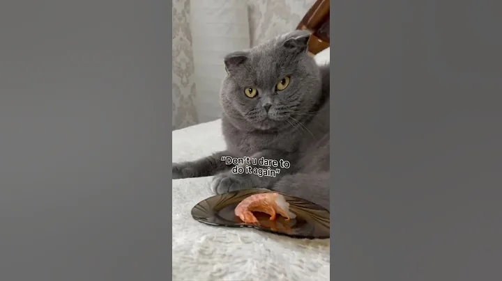 Video 3924851: beautiful pets, funny cat