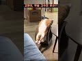 고양이, 무술연마 #shorts #고양이 #무술 #반려묘 #소림사 #반려묘채널