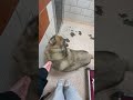 Blizzard video