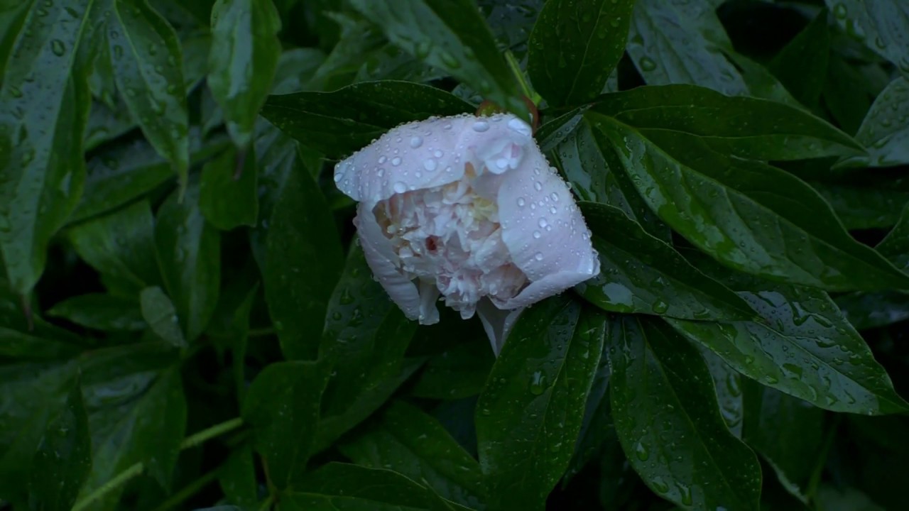 Canon EOS M Raw Test Video * После дождя * After the Rain