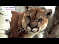 Кугуар (Горный лев)/Cougar (Mountain lion)