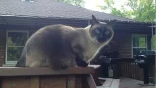 Oscar the Siamese Cat Meows and Talks
