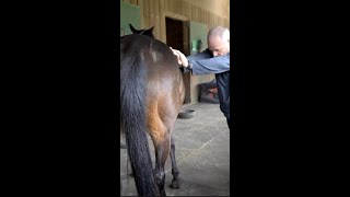 WAS THIS THE GREATEST HORSE CRACK SO FAR? | Animal Chiropractor