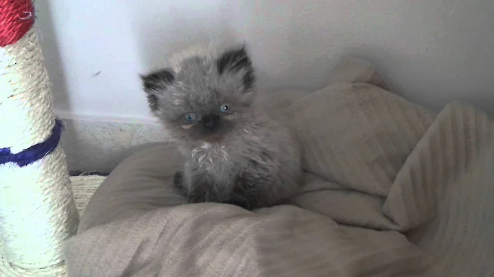 Video 4327501: persian himalayan kittens, blue point himalayan persian, male persian himalayan