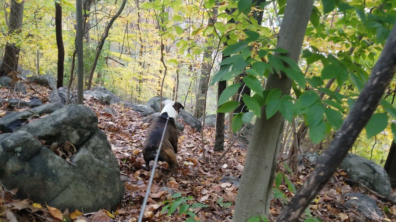Hermes Olde Bulldogge Confronts a Large Buck