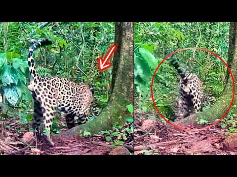 MEU PAI INSTALOU UMA CÂMERA🚨E FILMOU A ONÇA QUE ESTÁ COMENDO OS BEZERROS DA FAZENDA 😱