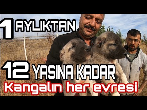 Video: Yaş Aşamaları. Varoluş Evresi (0 Ila 6 Ay)