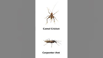 insects and Bugs Name  #shorts #ytshortsvideo #kids #funclasstv  #preschool #insects