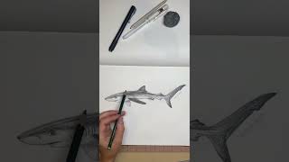 Blue shark - shark drawing - timelapse - pencil sketch drawing - sketchbook shorts