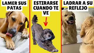 ¿Por qué hace eso tu perro? ➡️ 10 COMPORTAMIENTOS EXTRAÑOS explicados by Zona Perros 192,327 views 2 months ago 8 minutes, 59 seconds