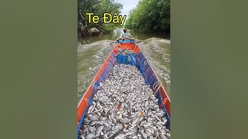 Te Đẩy Cá , Tôm Tổng Hợp ( Làm Theo Yêu Cầu )