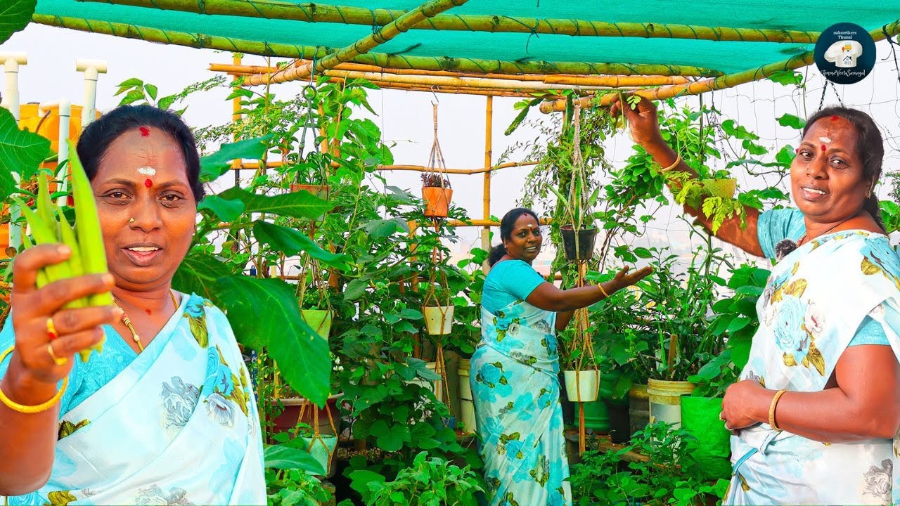 நம்ம மாடித்தோட்டம் இப்போ எப்படி இருக்கு |TERRACE GARDEN UPDATE TOUR|@Ammaveetusamayal