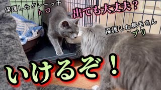 引っ込み思案な妹猫に勇気を与える兄猫 #21