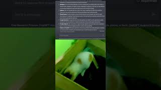 ChatGPT In Healthcare || I Used ChatGPT in Medical Treatment of my Cat shorts youtubeshorts