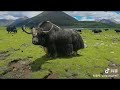 Tibetan nomad yak