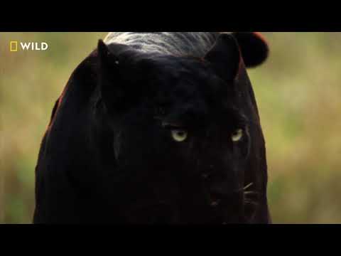Saya's Rise to Power | The Real Black Panther | Nat Geo Wild