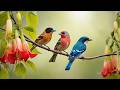 Soothing Piano Bird Sounds For Stress Relief No Ads Boost Your Mood Calm Your Soul Inner Peace 
