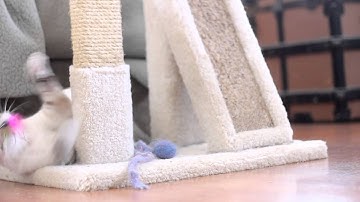 cutest Catnip siamese kitten