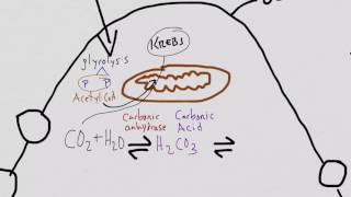 Osteoclast function