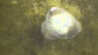 видео Опасны ли медузы?