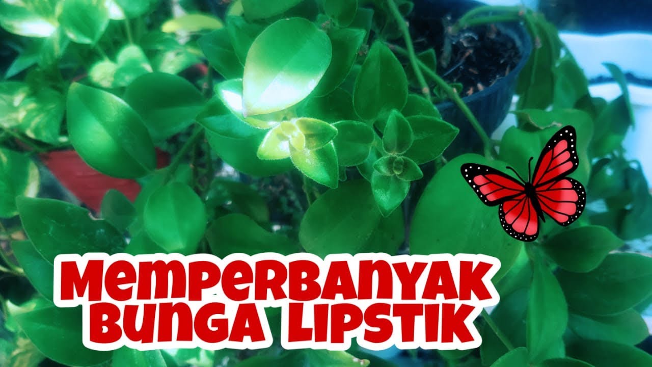 Cara Merawat Bunga Lipstik Gantung - LIPSTIKA