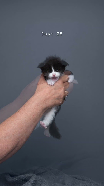 Kitty growing up 🐱📈#furryfritz #catographer #kitten #growingup #cat #mainecoon #tuxedocat