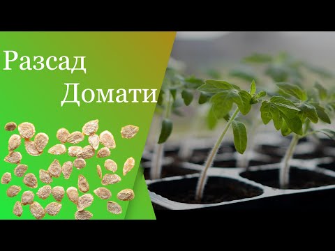 Видео: Как да изберете и съхранявате зеле: 14 стъпки (със снимки)