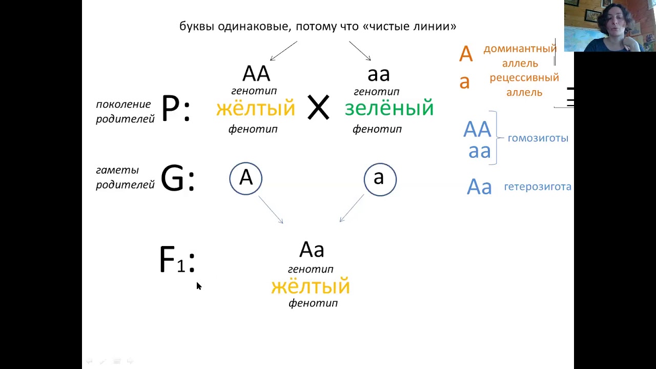 Моногибридное скрещивание чистых линий. Задачи по генетике на моногибридное скрещивание. Мендель 10 класс генетика. Задачи на моногибридное скрещивание 10 класс. Задачи на моногибридное скрещивание с решением 10 класс.