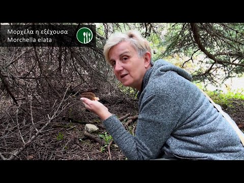 Βίντεο: Ελατόδασος - περιγραφή, χαρακτηριστικά, φύση και ενδιαφέροντα γεγονότα
