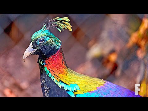 Vidéo: Noms d'oiseaux forestiers. Nom et espèces d'oiseaux. Oiseaux de Russie