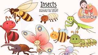 ฝึกออกเสียงคำศัพท์ภาษาอังกฤษ English Vocabulary แมลงนานาชนิด Insects | เรียนภาษาอังกฤษ