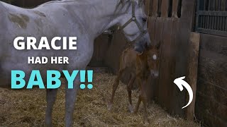 Gracie had her baby! Live foal birth & Aftermath!