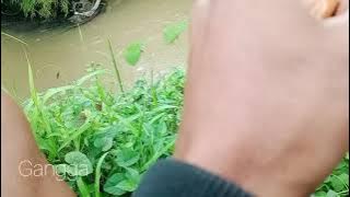 Parit kecil banyak ikan nya