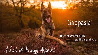 Gappasia I agility 16-19 months by Kateřina Jáchymová 231 views 1 year ago 6 minutes, 31 seconds