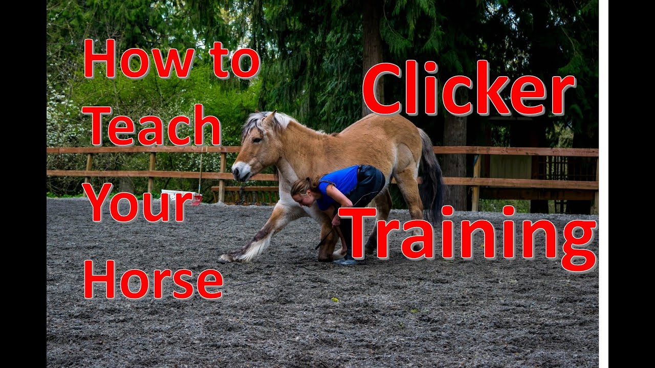 Click” with your Horse: The Basics on Clicker Training