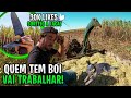 CORTANDO CANA PARA TRATAR DE BOI DE RODEIO. vida na roça