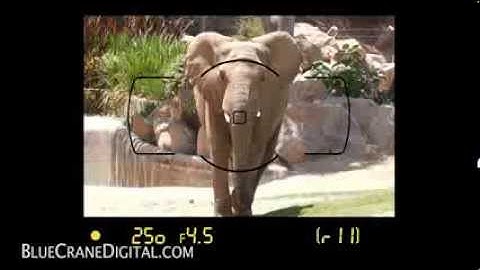 Introduction to the Nikon D5300: Basic Controls