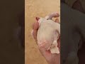 حمام زاجل إنتاج استراحة شيهانة الشمال حياكم الله على محلكم