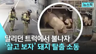 [뉴스픽] 일단 살고 보자 불난 트럭 탈출 감행도로로 뛰어내린 돼지들 | KBS 230728