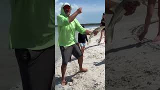 We had a great visit to Fort Myers, Florida this past week! Saw tons of Nature... a wild gator, lots
We had a great visit to Fort Myers, Florida this past week! Saw tons of Nature... a wild gator, lots of lizards, a dolphin followed us out to the Gulf and Hayden caught a giant Snook! #floridawildlife #florida We had a great visit to Fort Myers, Florida this past week! Saw tons of Nature... a wild gator, lots