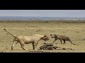 PERTARUNGAN MAUT SINGA VS HYENA